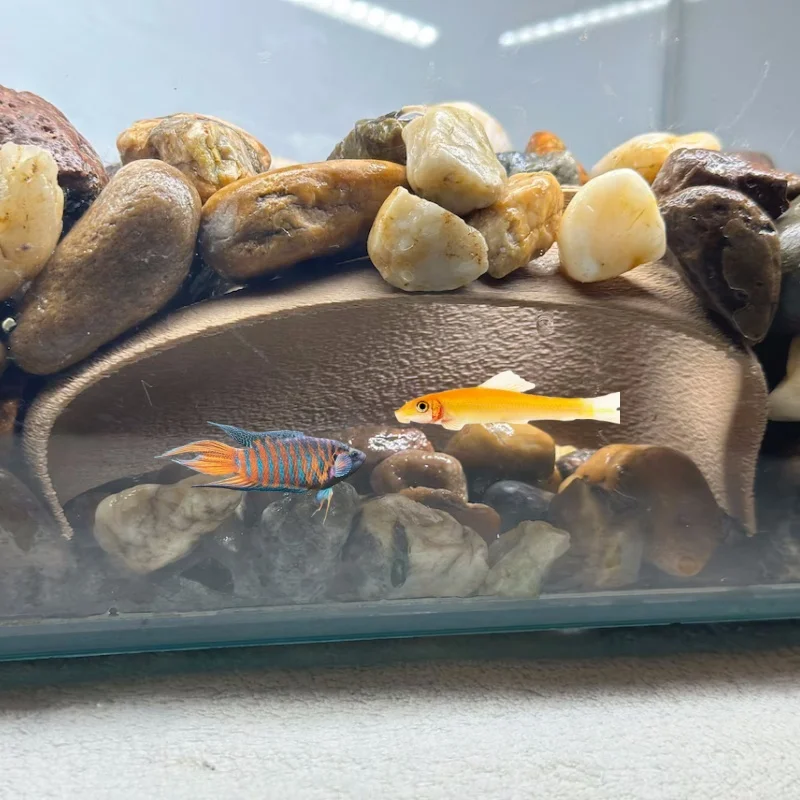 

Cave aquarium for aquatic friends such as fighting fish and shrimp, cave aquarium decoration