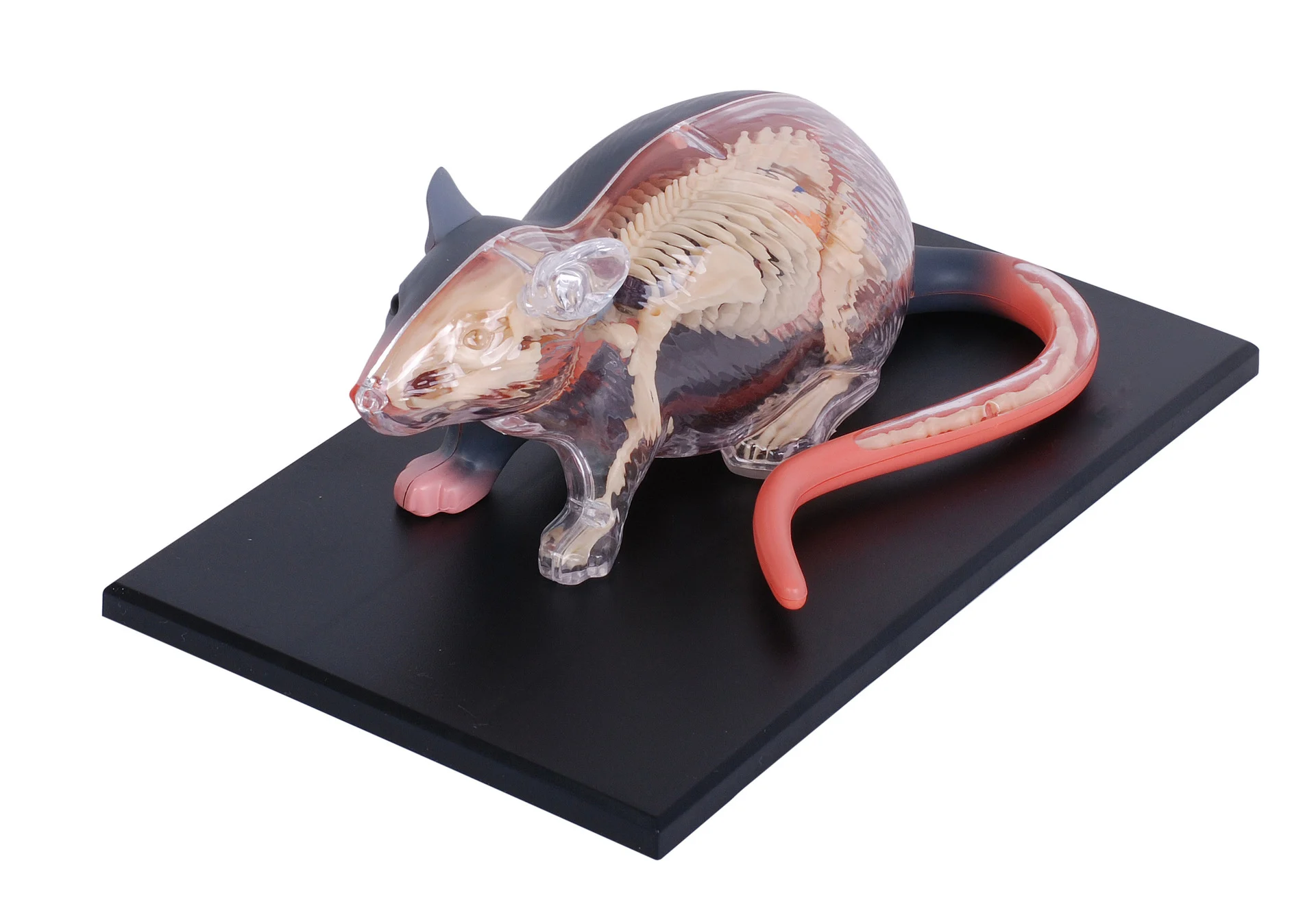 4D assembled organ anatomy model toy inspired by animal science for teaching