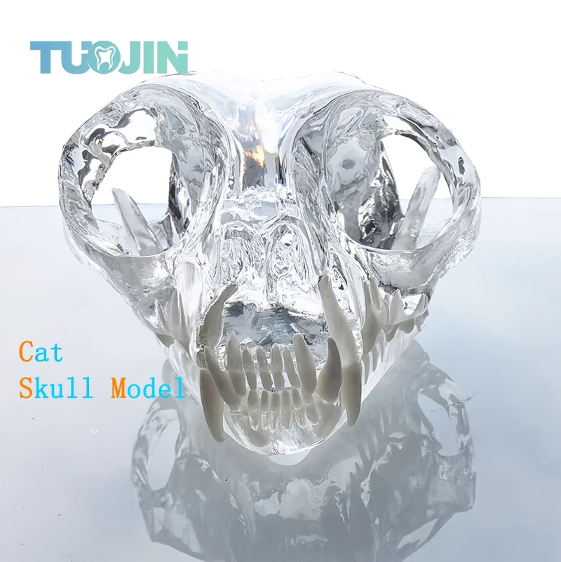 Transparent Cat skull Teeth Anatomical Model Dental Animals Oral Tooth Jaw for Veterinary Office Educational Tool Anatomy Demo