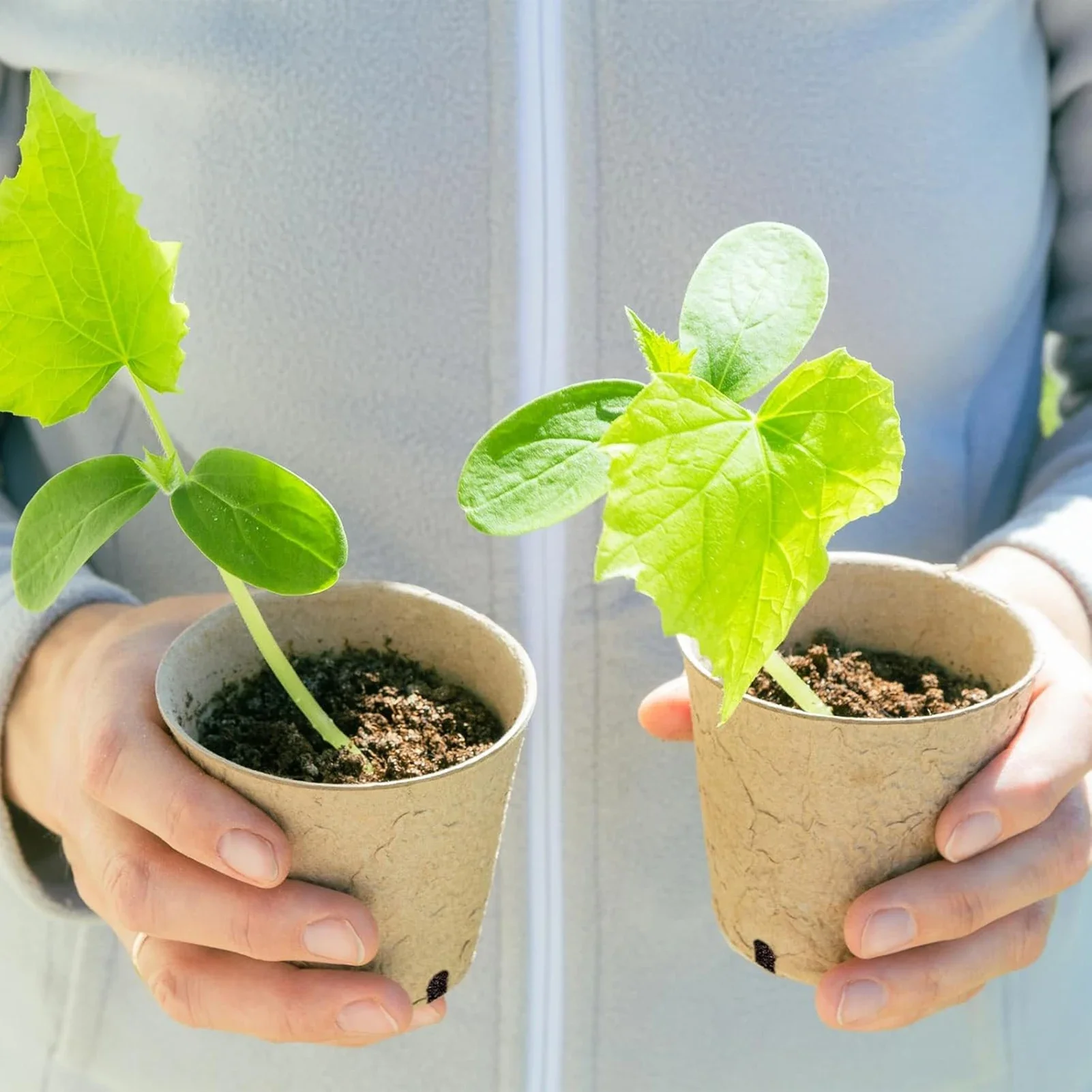 yes60 Pcs Biodegradable Peat Pots With Plant Labels Seed Starter Trays For Vegetables Flowers Herbs Gardening Transplanting
