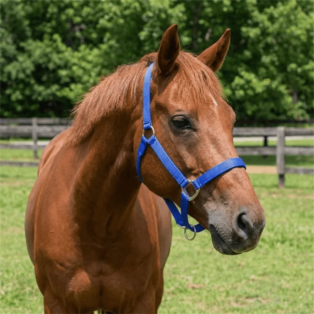 Universal Fit Adjustable Horse Halter Nylon Durable Equestrian Bridle Comfortable Easy To Wear Horse Training Rope Farm