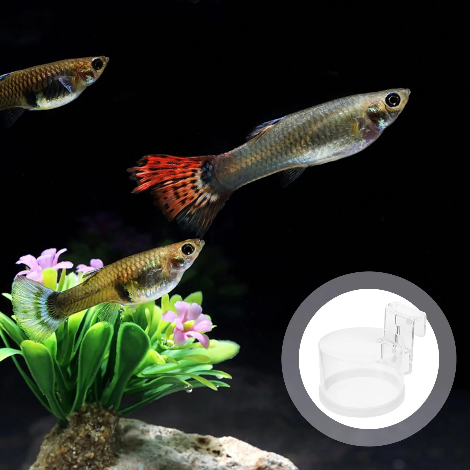 

Acrylic Fish Feeding Ring Aquarium Circle Hook Design Floating Food Feeder for Fish Tank Accessories Aquarium Feeder Ring