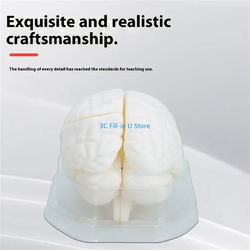 G8TA学生研究のためのディスプレイベースティーチングツールを備えた人間の脳解剖学的モデル