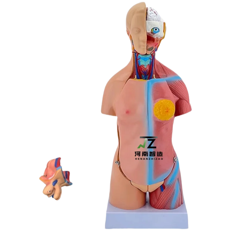 

Медицинская наука, человеческая модель бисексуального туловища 45 см, 23 части