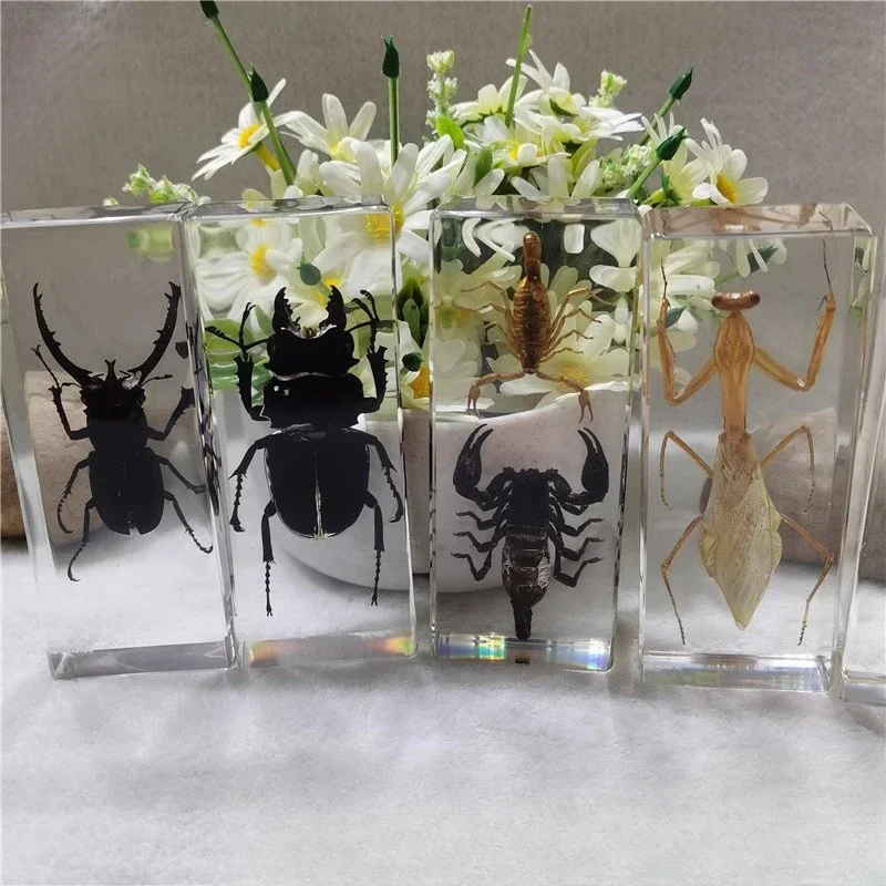 

Large Bug Specimen Resin Insect Spider Tarantula Centipede Resin Bug Manti Scorpion Specimen Insect Taxidermia Desk Decoration