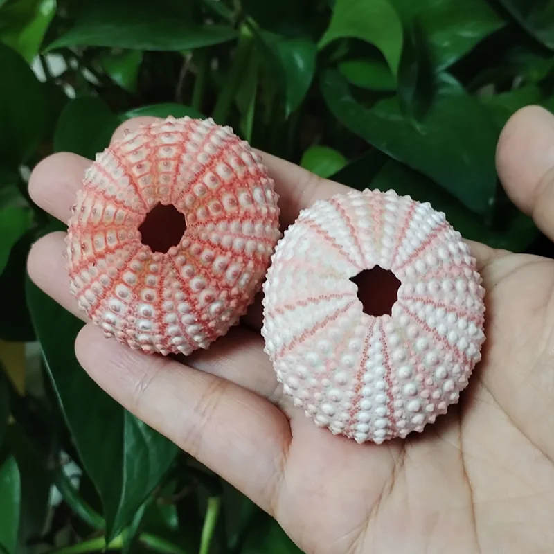Assorted Natural Sea Urchins Colorful Urchin Shells for Air Plants,Craft and Decorations DIY Crafts