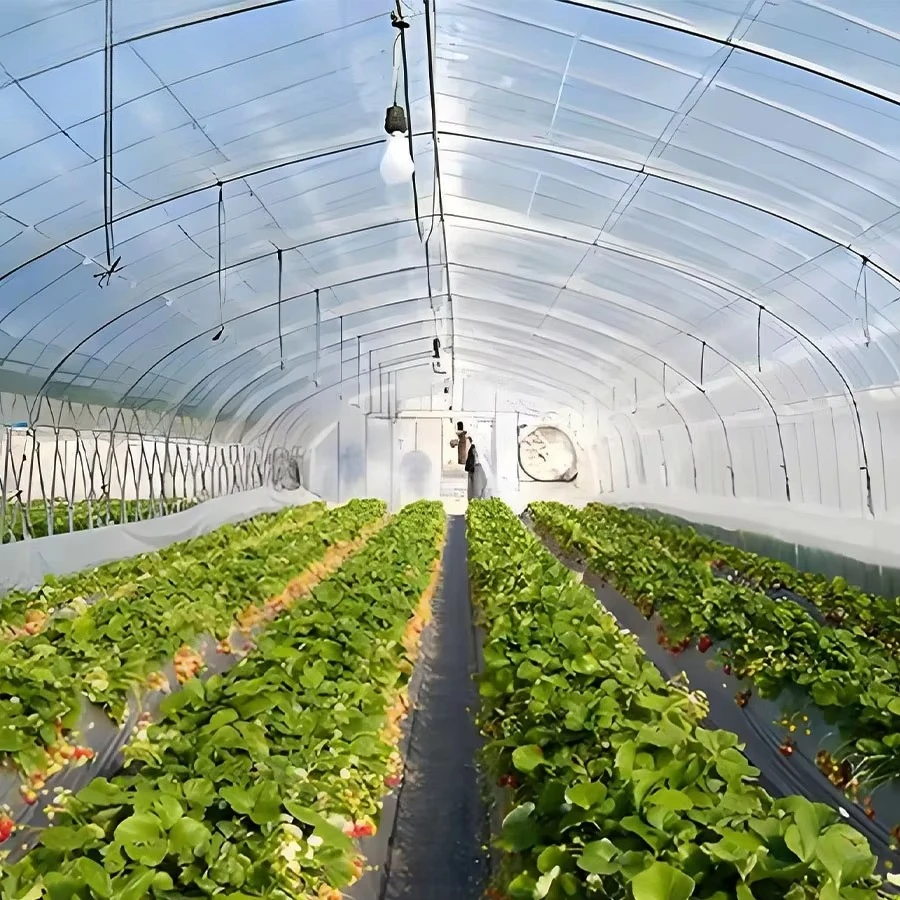Large High Tunnel Glass Greenhouse Complete Set Kit with Shade Net Frame Structure Agricultural Tomato Growing House