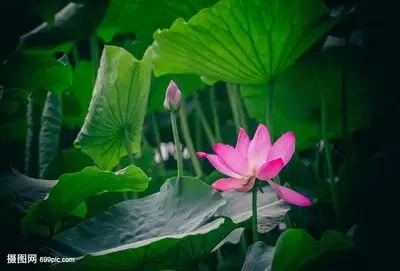 Car Seat Belt Buckl…