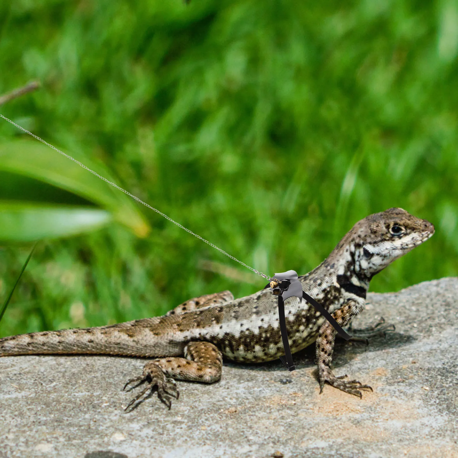 

Lizard Leash Gecko Harness Reptile Pet Traction Rope Walking Supply Metal Compact Lightweight Suitable Bearded Dragons