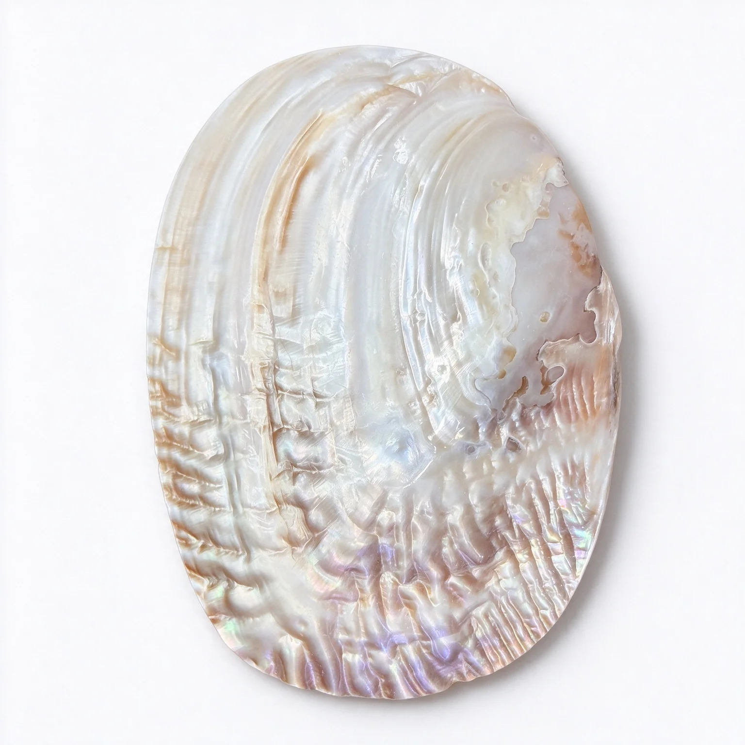 Natural Mother of Pearl Shell Tray Gold Silver Rim Jewelry Display Dish Ring Necklace Storage Holder Home Decor Ornament