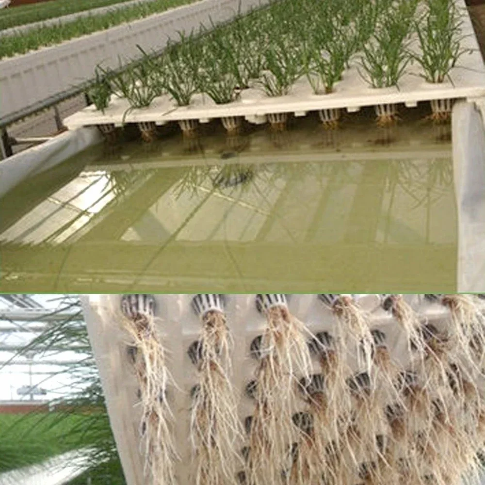 50 Cylinder Sponges And Cups Rhizome Vegetable Garden Plants Soilless Hydroponics Sponge Decoration Plastic Plus Sponge