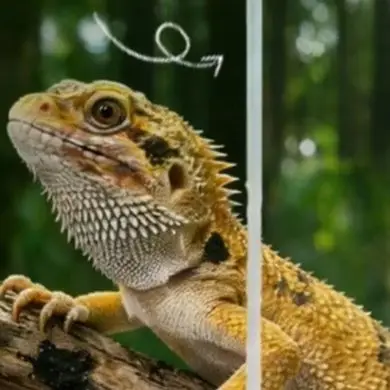 Clamshell for acrylic Terrarium with Full Transparency and Ventilation Design Optimized for Geckos Frogs and Habitats
