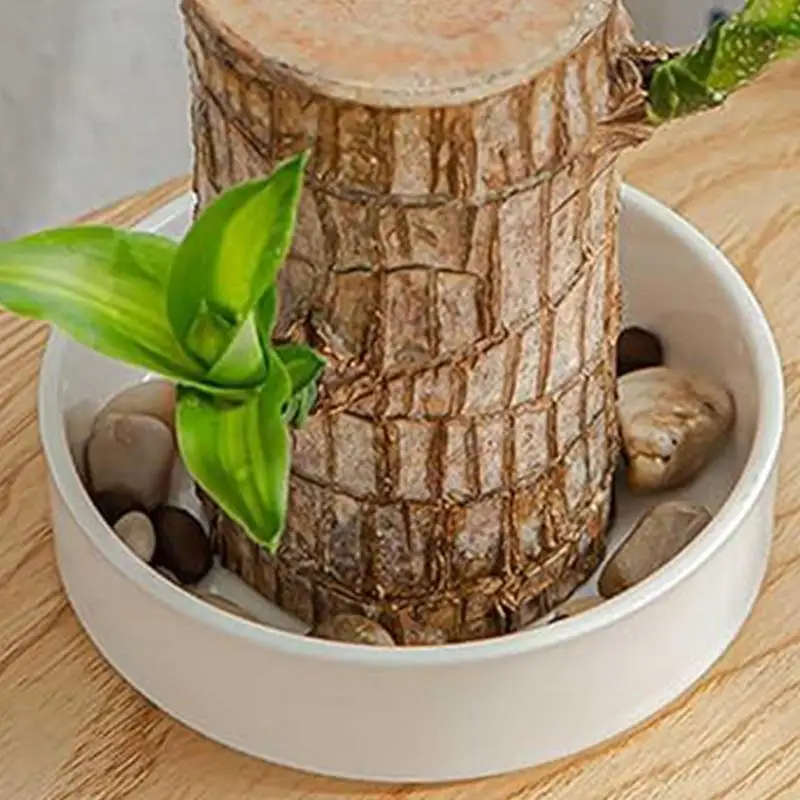 

Mini Brazil Lucky Wooden Tray Brazilian Pot Tray Hydroponic Potted Tree Stump White Plate Ornament Home Tabletop Decocration