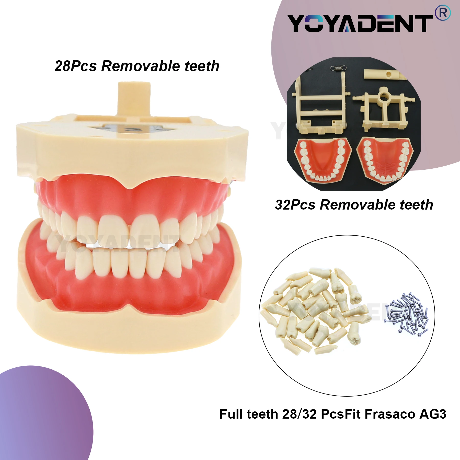 

Dental Model Standard Model With 28/32 Screw in Replacement Teeth Compatible Frasaco ANA-4 Removable For Dentist and Students