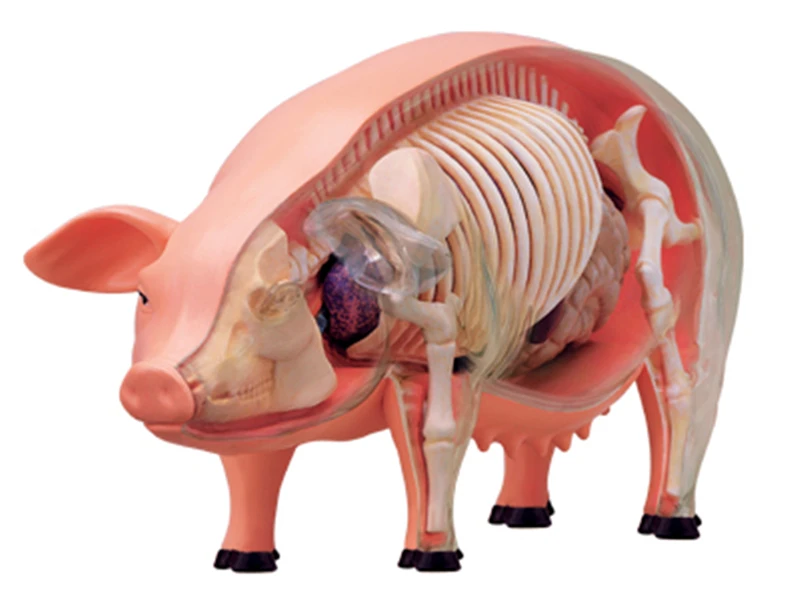 

A teaching model for puzzle assembly toys, simulated animal biology, pig organ anatomy, and medicine