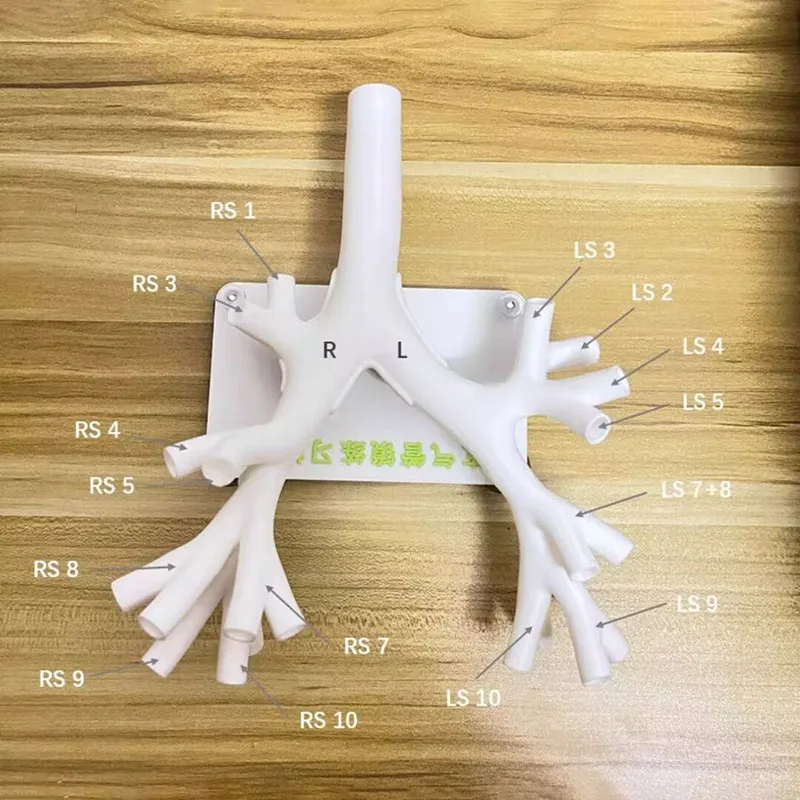 Bronchial Tree Model Flexible Bronchoscopy Simulator Human Bronchus Anatomy Model for Doctor Medical Student Training Practice