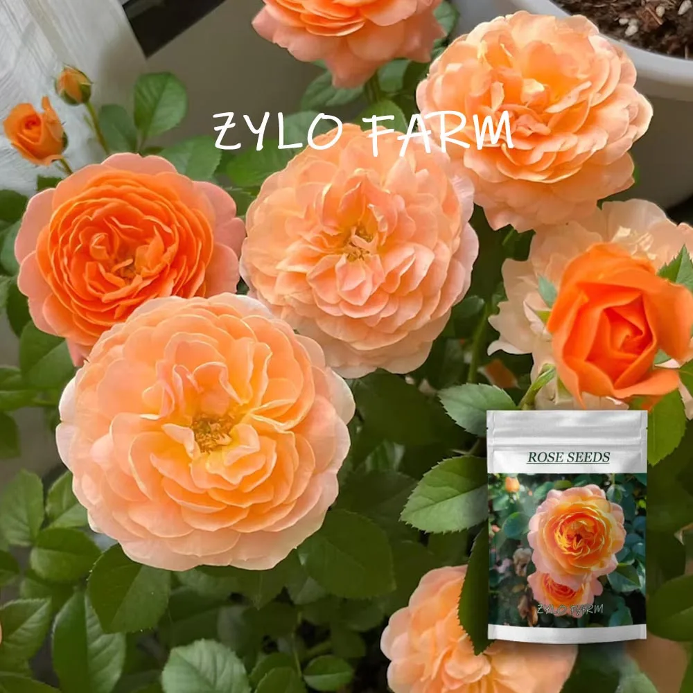 Juicy Terrazza Rose – Non-Gmo Everblooming Plant