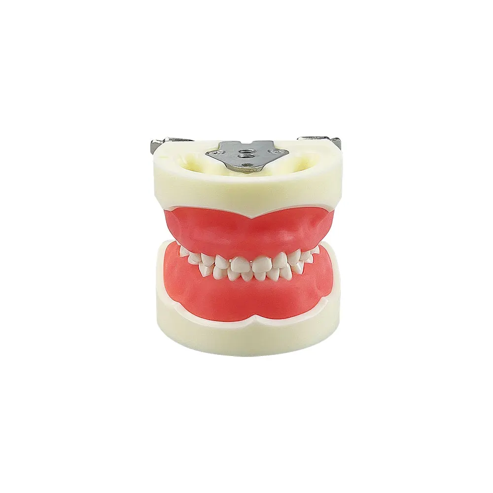 Child Dental Model with 24pcs Removable Teeth Resin Teeth Model Practice Teaching Gum Teeth Jaw Model Dentist Demonstration Tool