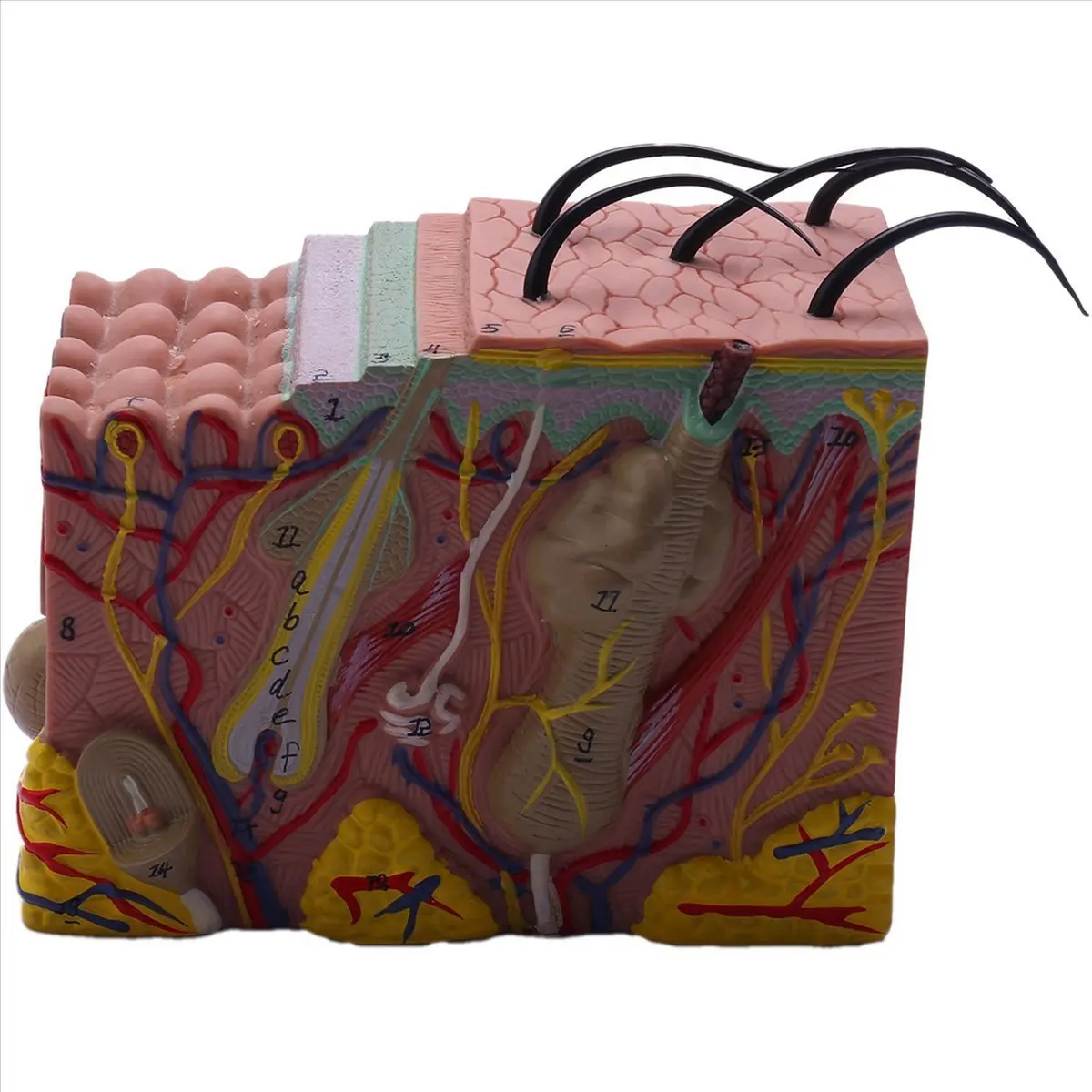 AA83 Skin Model, 35X Skin and Hair Structure Enlarge Model Anatomical Model Anatomy for Science Classroom Study Display Teaching