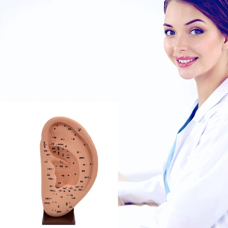 بولي كلوريد الفينيل نموذج الوخز بالإبر الأذن البشرية نموذج الوخز بالإبر الأذن نموذج الطبية