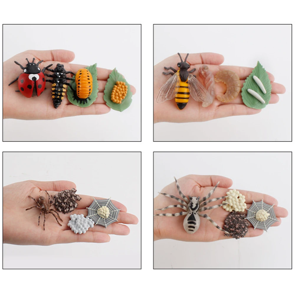 Kindergarten Teaching Butterfly Ladybug Life Cycle Early Education Simulation Figurine Model Animals Growth Cycle