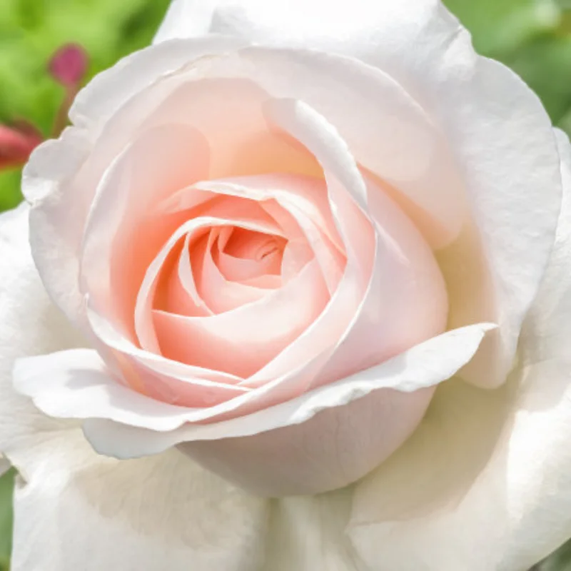 

Metal Center Transmission Gearbox for ARRMA 1/8 6S KRATON Outcast BIG ROCK 1/7 Infraction Mojave Fireteam Upgrade Parts