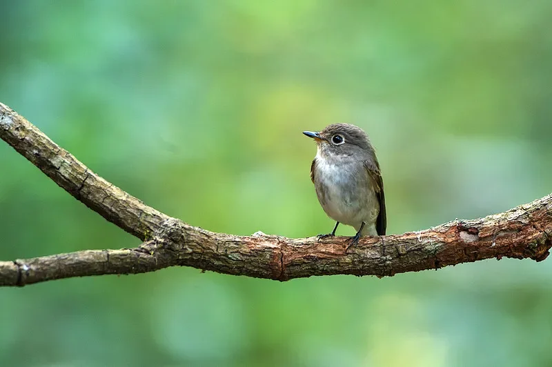 

FLYWOO GOKU GM10 Nano V3.1 GNSS Module - Ultra-Compact for FPV Racing/FreeStyle Drones (Return-to-Home)