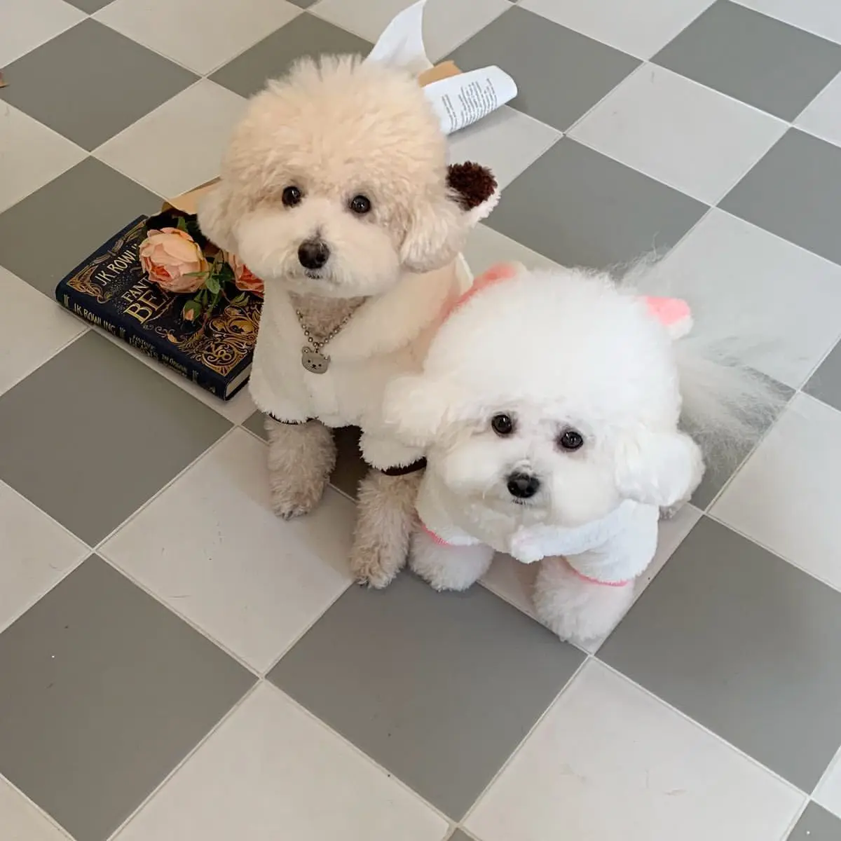 Autumn And Winter New Cute Dinosaur Rabbit Pet Transformers  Warm Dog Hoodies Puppy Cat Clothes Bichon Teddy Small Dog Clothes