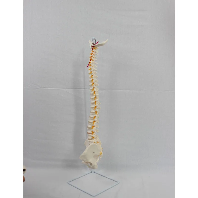 Life Size Spine Model Skeleton Anatomy Model With Detailed Flexible Vertebrae Lumbar Column Anatomical For Educational Study