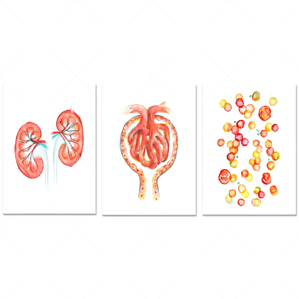 Acuarela de nefrología - Rins, células sanguíneas, acuarela roja de glomeruli - Póster con impresión artística de urología de nefrología