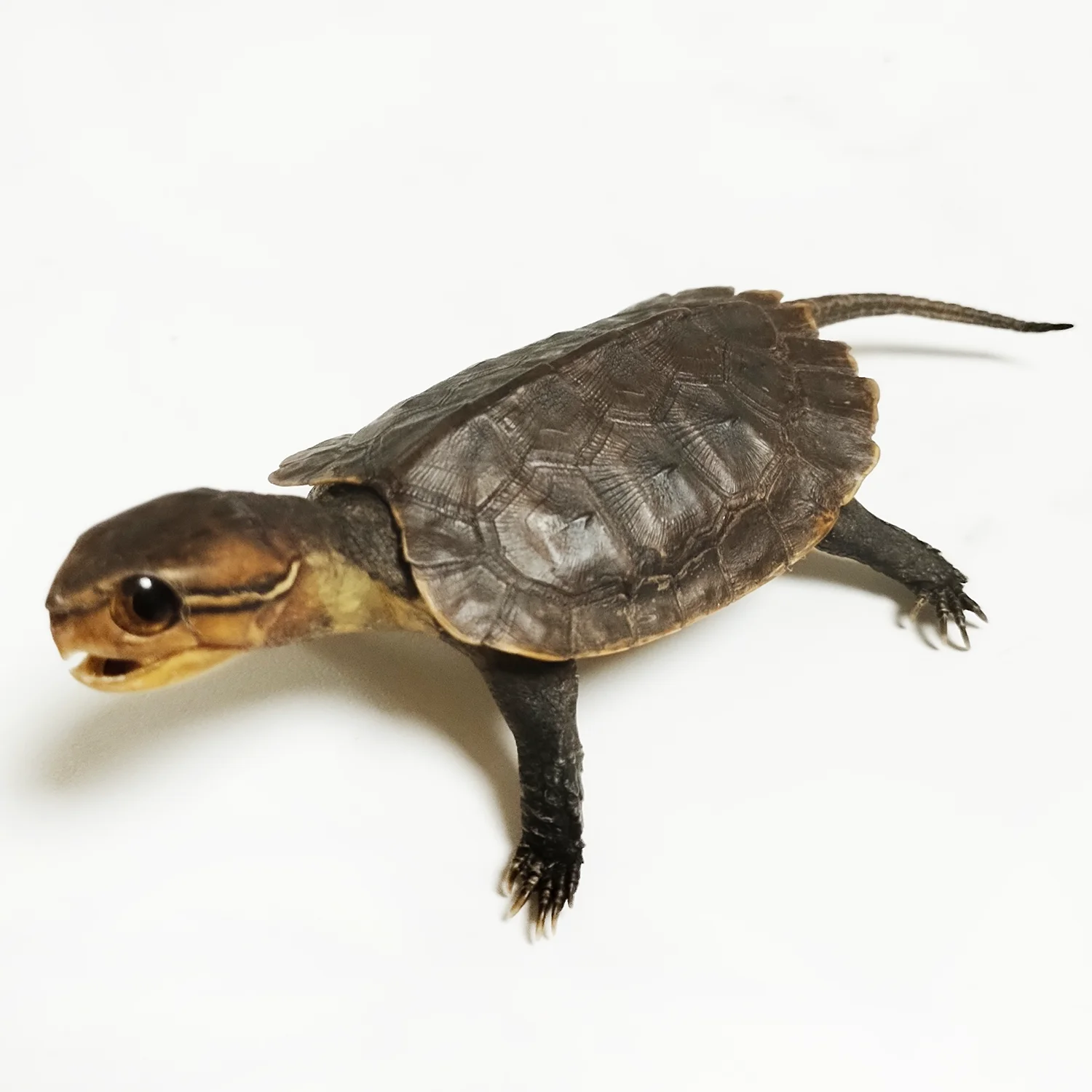 Big-headed Turtle Taxidermy Authentic Animal Bones Specimen Handicrafts Collectors for Science Education Unique Gifts view 3
