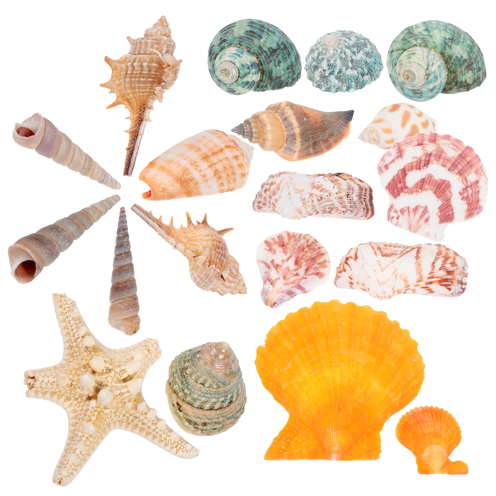

Conch Shell Aquarium Decor Natural Shells Fish Tank Landscaping Seashell Ornament Home Gift Flower Vase Ocean Theme