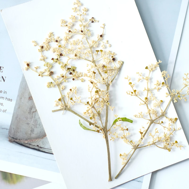 Sambucus adnata pressed flower,10-13cm,12PCs,DIY plant bookmarks,desk lamps,party greeting cards,dry flower handemade materials