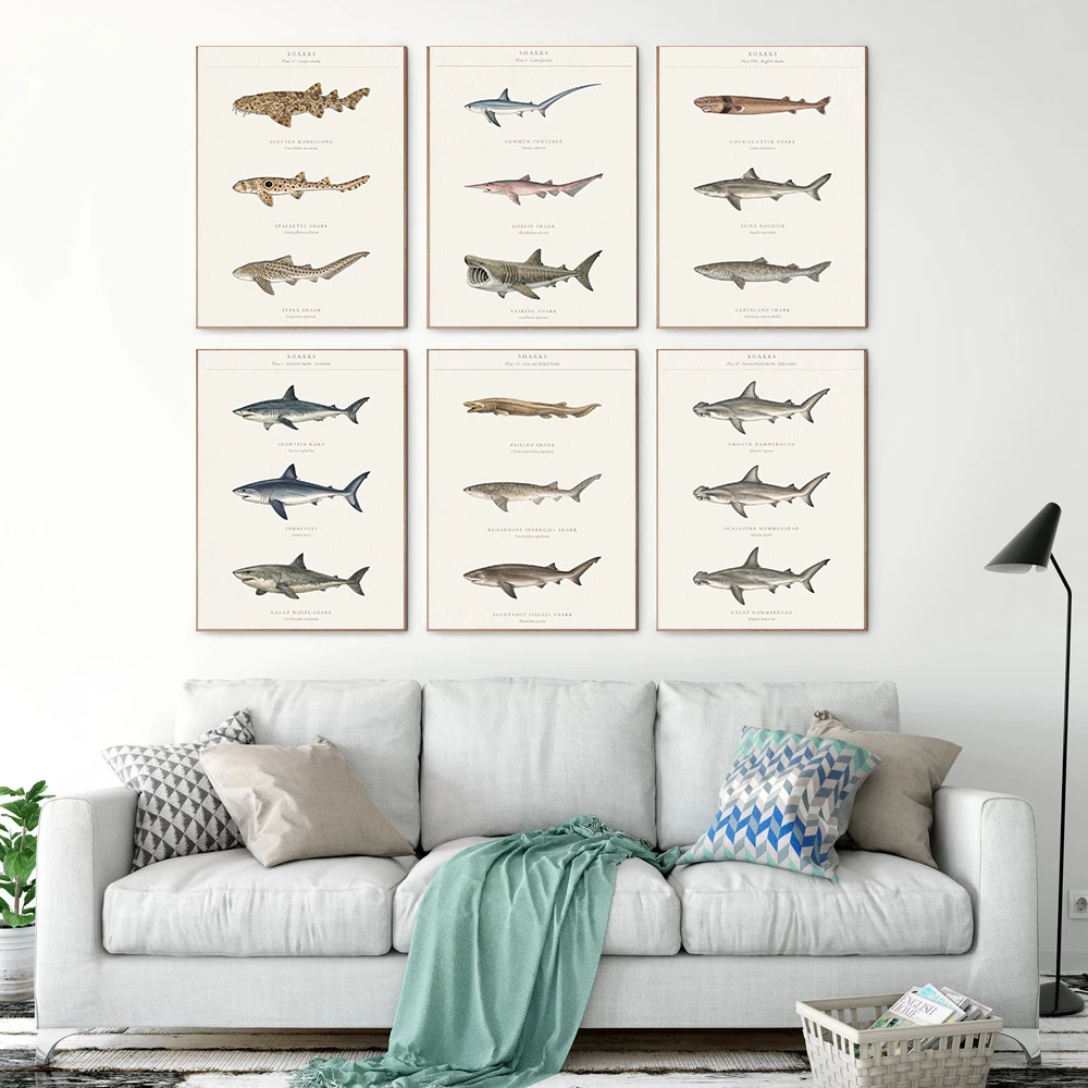 Classic Marine Biology Shark Species Posters Natural History Coastal Prints Canvas Painting Wall Picture Home Living Room Decor