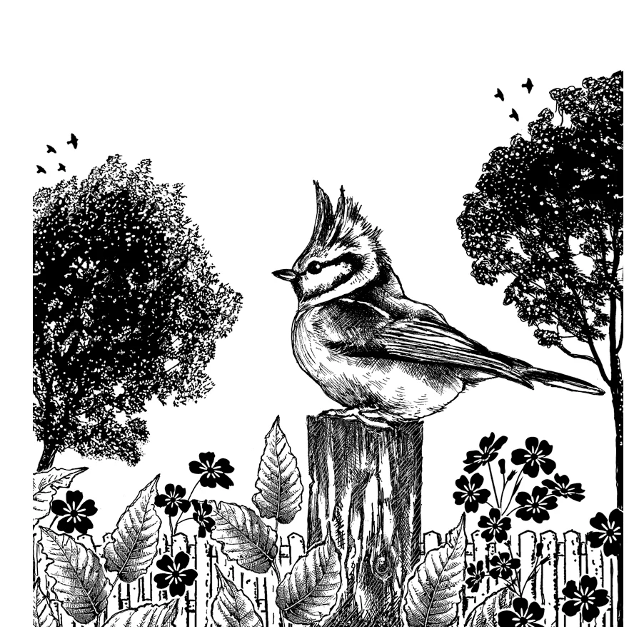 2024 New Bird Trans…