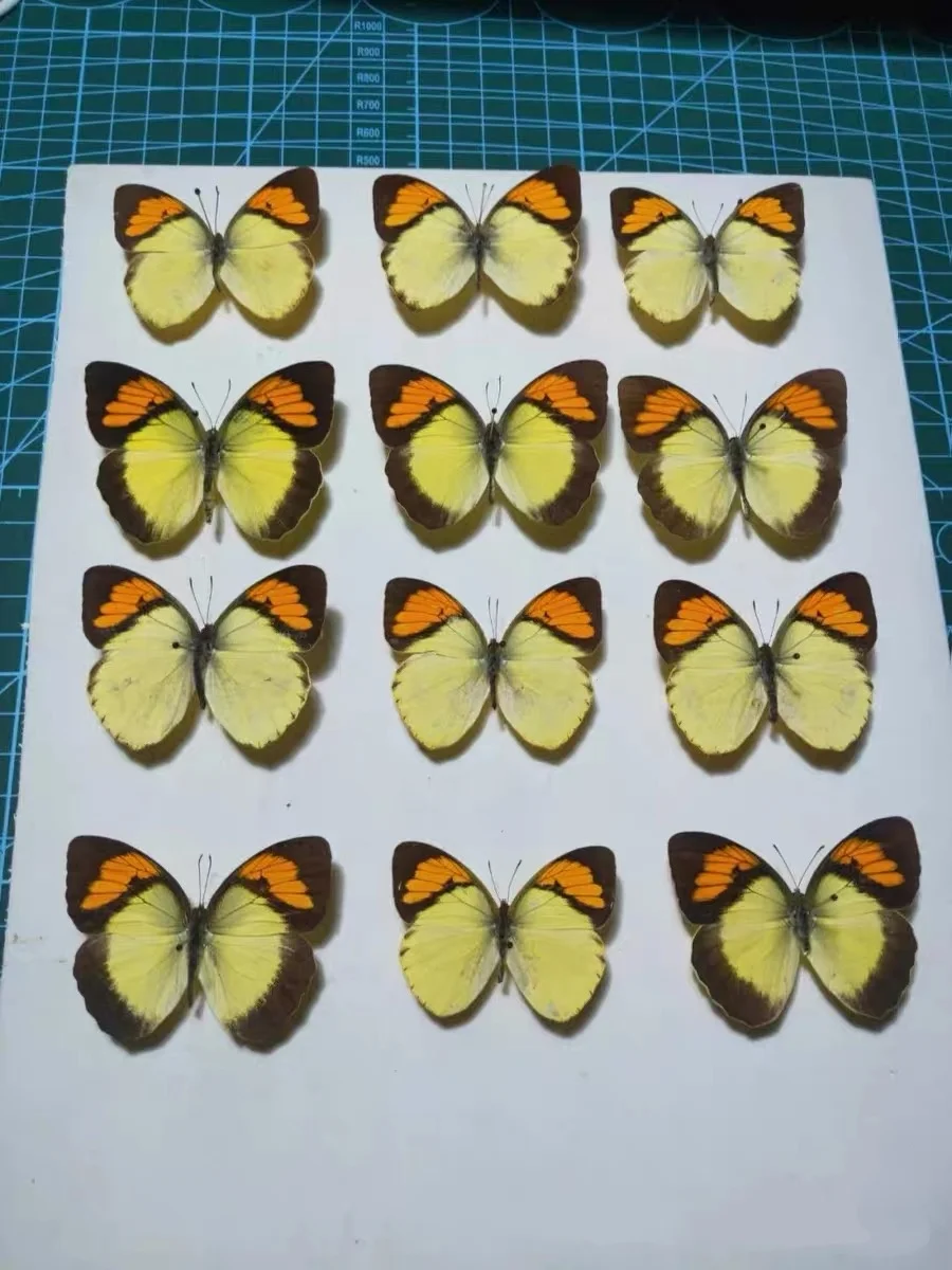 6-100 pcs natural Real Butterflies Specimen （Ixias pyrene）