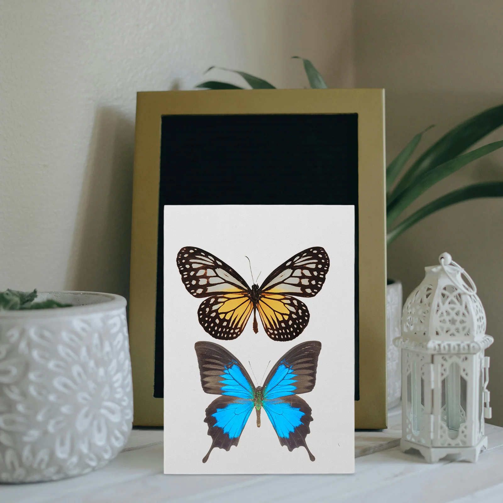 

Specimen Pinning Board Butterfly Spreading Board High Density Adjustable Spacing Specimen Mounting Plate Entomology Pinning Tool
