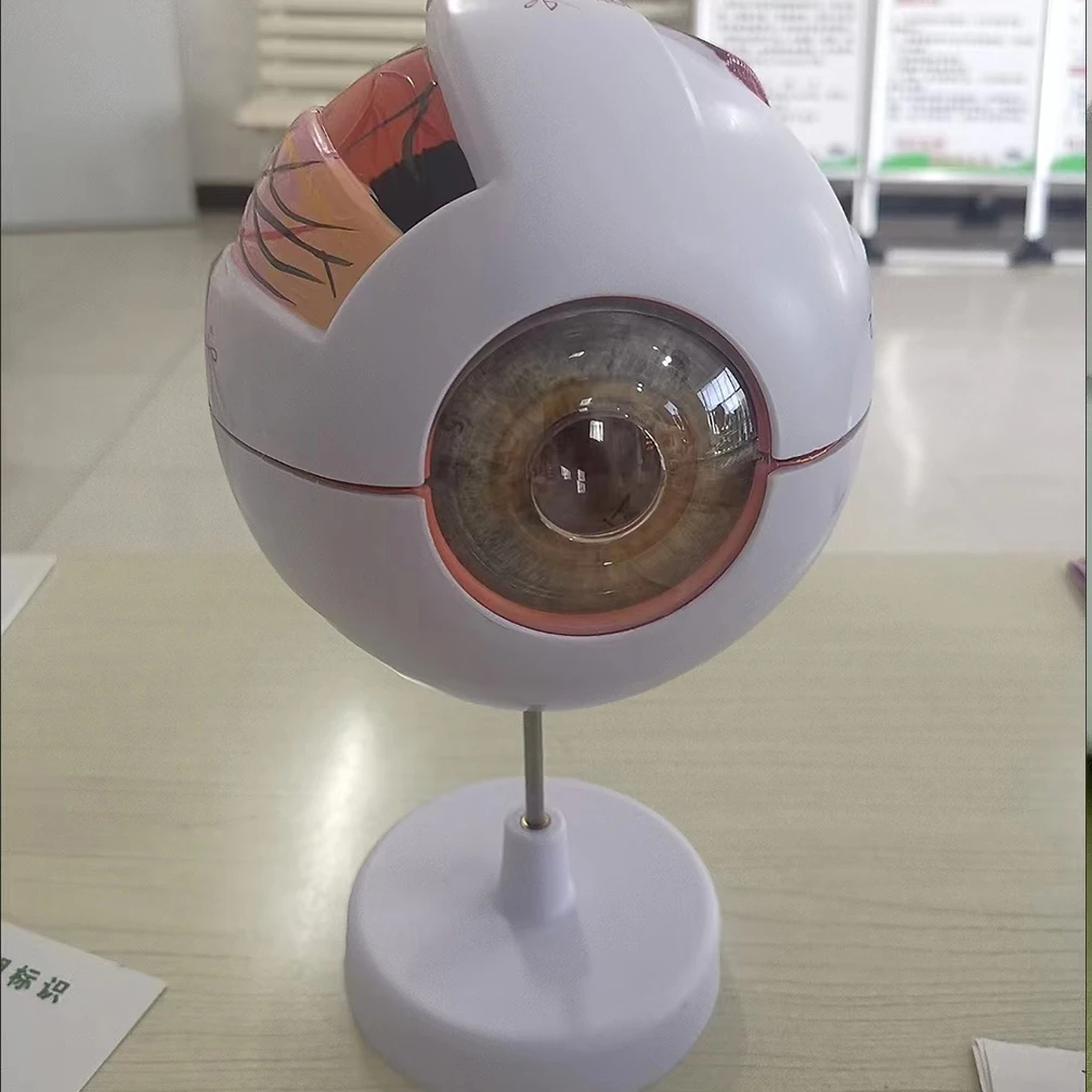 Enlarged Human Eyeball Anatomical Model Accurate Eye Model Shows Optic Nerves Cornea Iris Lens and Vitreous Body With 6 Parts