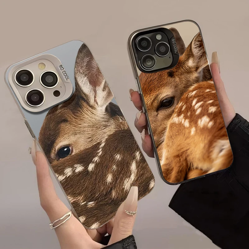 Close Up Sika Deer …