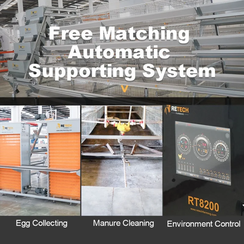 Automatischer Hähnchenkäfig vom Typ A mit südafrikanischer Geflügelfarm