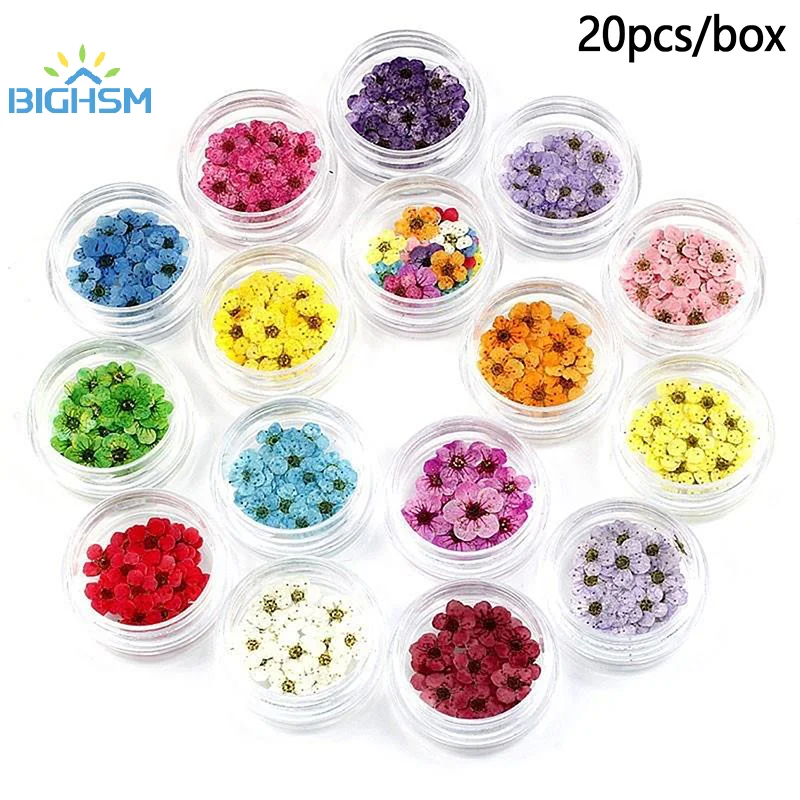 20Pcs/box Pressed Dried Narcissus Plum Blossom Flower For Epoxy Resin Jewelry Making Nail Art Craft DIY Decoration Accessories