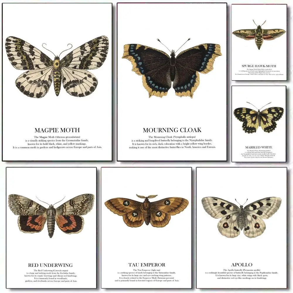 Apollo Red Underwing Moth Verschiedene Schmetterlinge Poster HD-Kunst Wandbild Wandkunst Wasserdichter Vintage-Druck Dekor für Heimdekoration