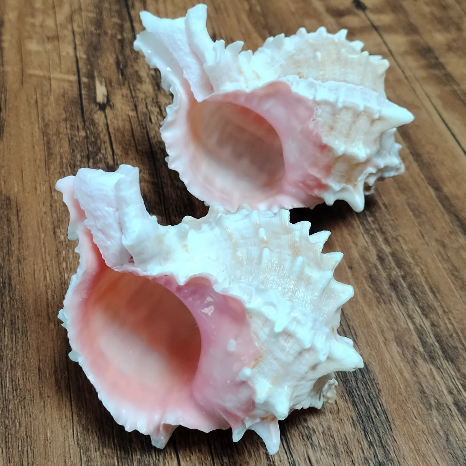 Pink-mouth Murex Shell Big Natural Hermit Crab Large Seashell for Decorating Nautical Beach Decor Conch Collection Fish Tank