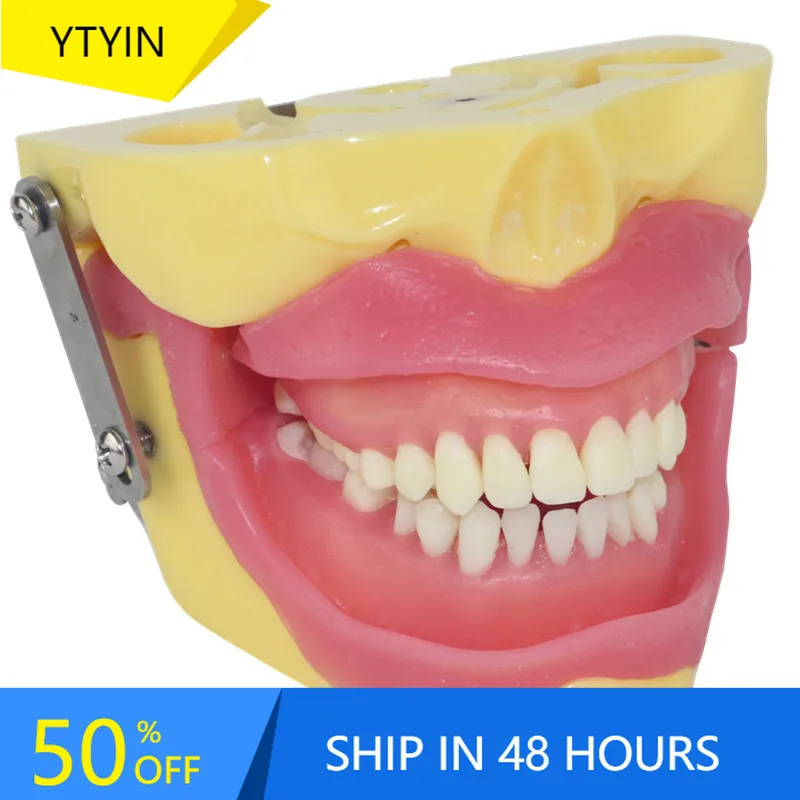 

YTYIN Model Teaching Tooth Extraction Model