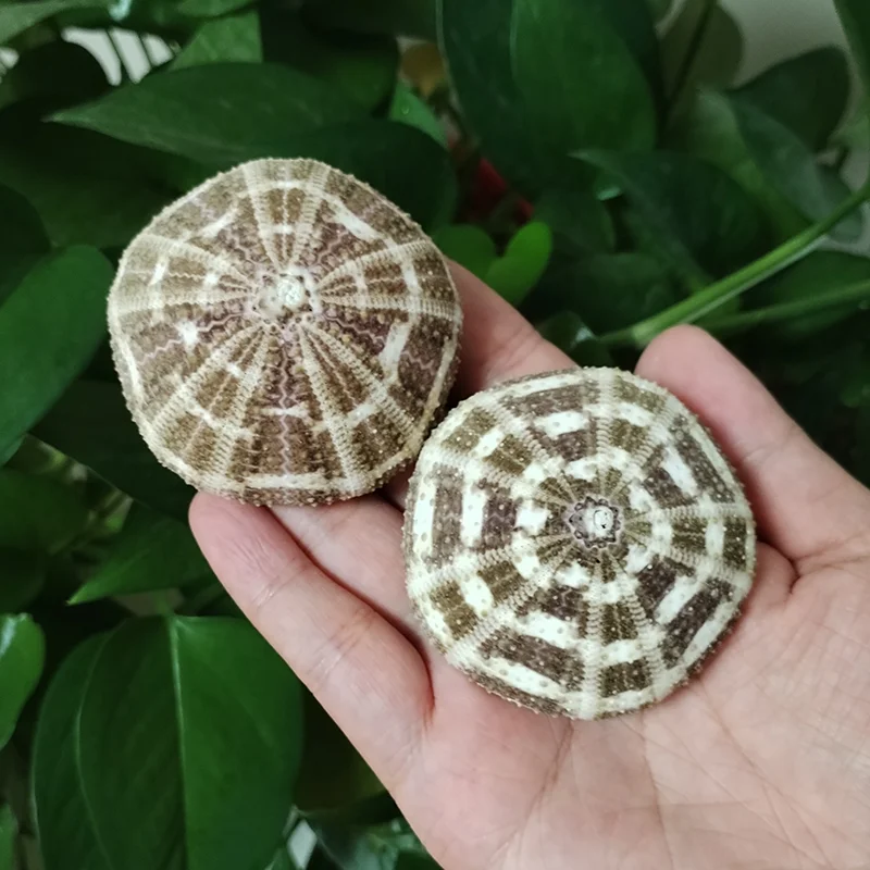 Assorted Natural Sea Urchins Colorful Urchin Shells for Air Plants,Craft and Decorations DIY Crafts