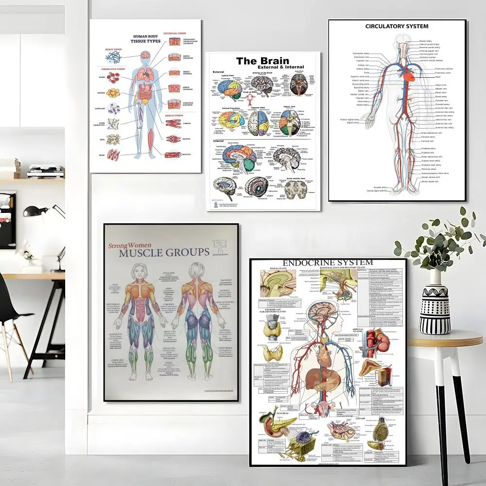 Human Body Structure Diagram Poster Premium PP Wall Decal - Peel & Stick, HD Print, Waterproof Home Decor