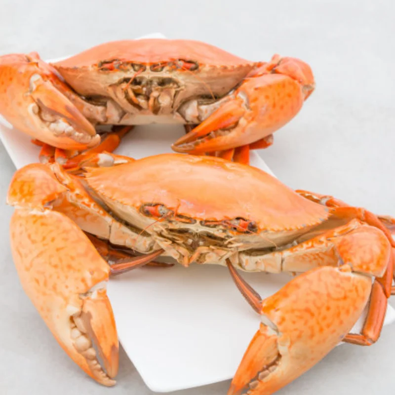 

Front Headlight Angel Eye 8601 For ZD Racing EX-07 DBX-07 EX07 DBX07 1/7 RC Car Upgrade Parts Spare Accessories