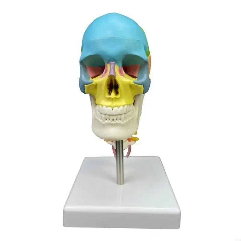 LXAA Anatomisch model menselijke schedel Onderwijsmodel Hoofd Gekleurd anatomisch schedelmodel