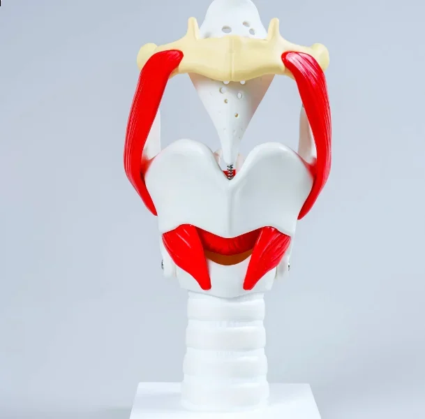 Movable Thyroid Cartilage Larynx Model with Vocal Cords, Anatomy Model for ENT Medical Education