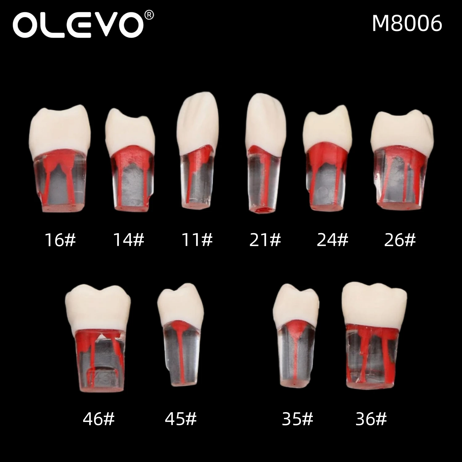 

Dental Tooth Model Endodontic Root Canal Practice Block RCT Pulp Cavity Dentistry Training Clear Resin Teeth Endo Study M8006